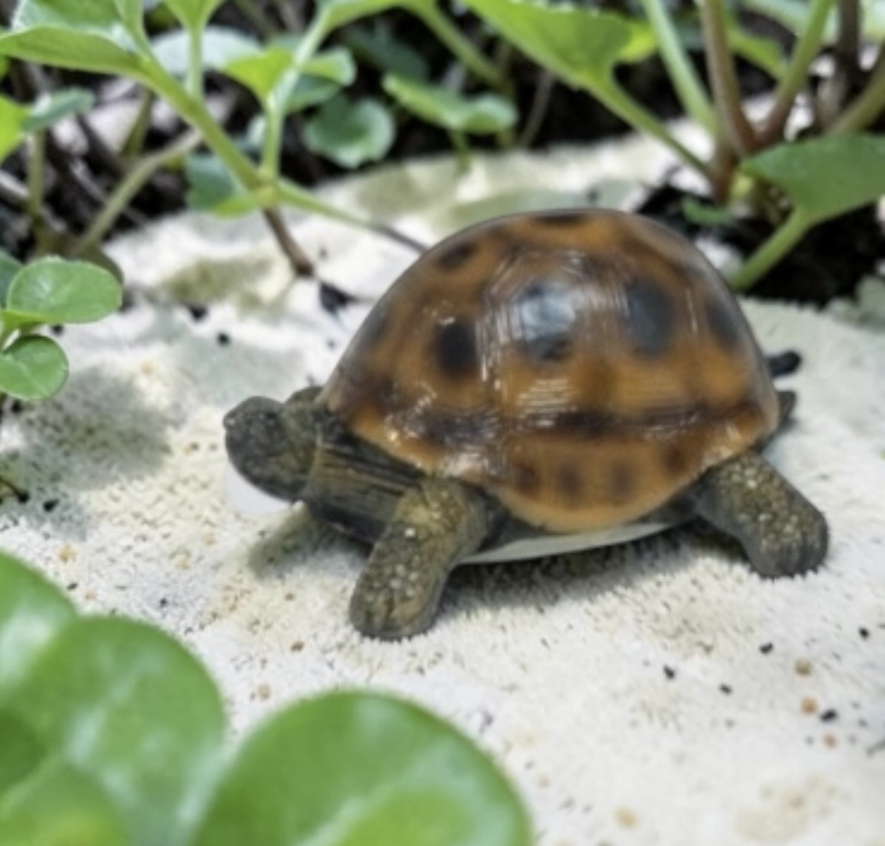 Turtle Figurines - Each - Image 8