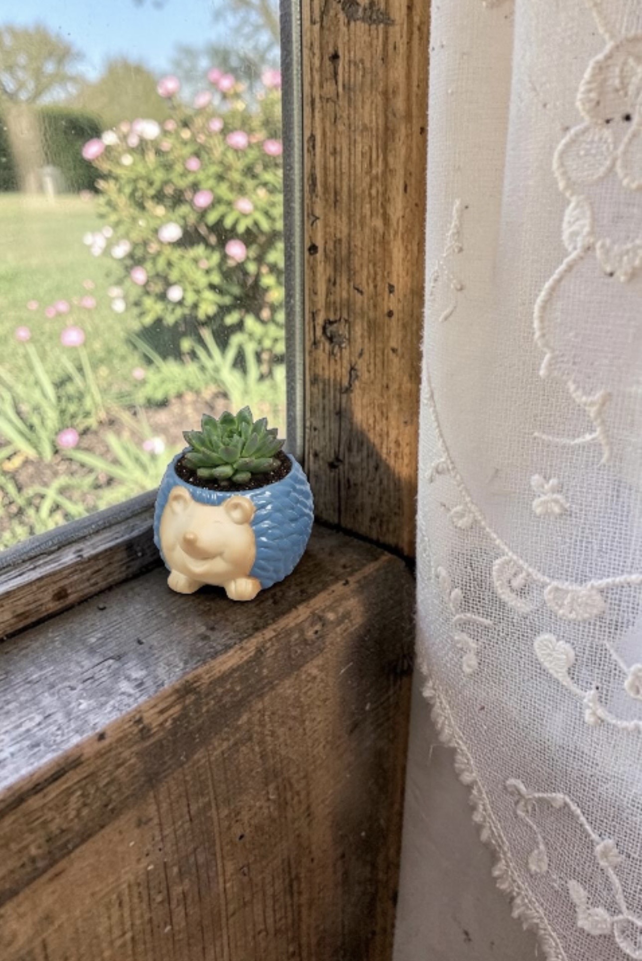 Hedgehog Pots - Each - Image 8