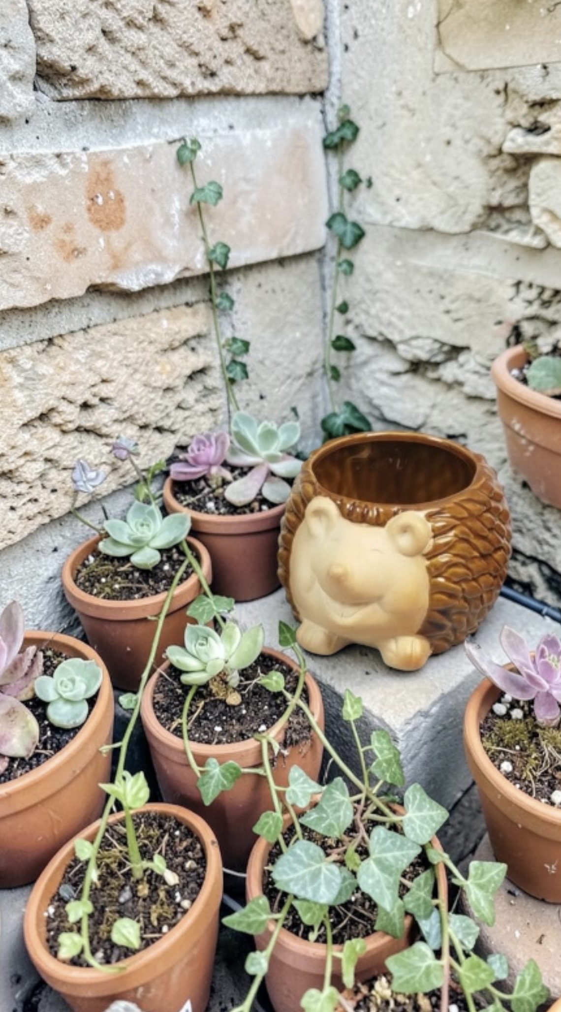 Hedgehog Pots - Each - Image 6