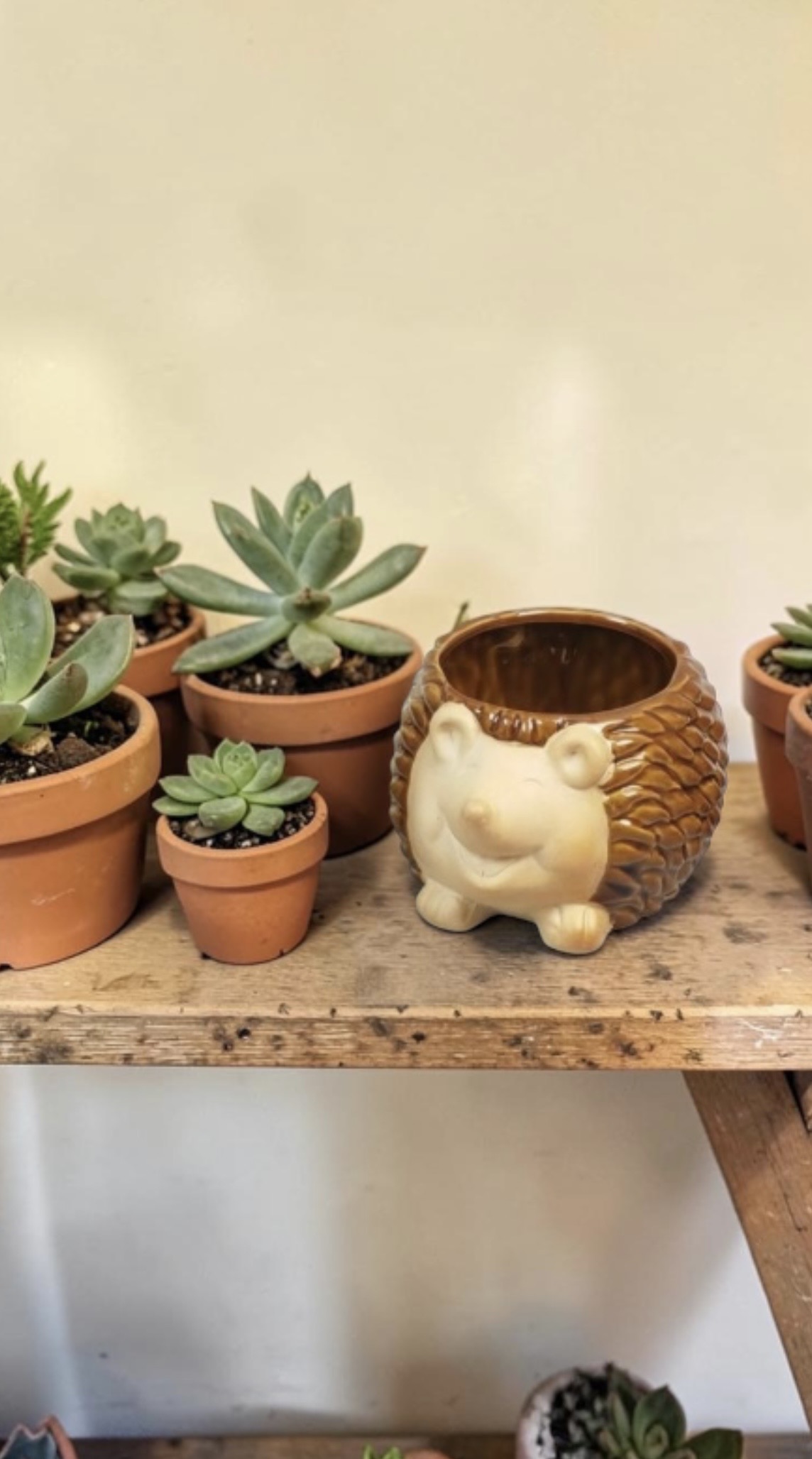 Hedgehog Pots - Each - Image 3