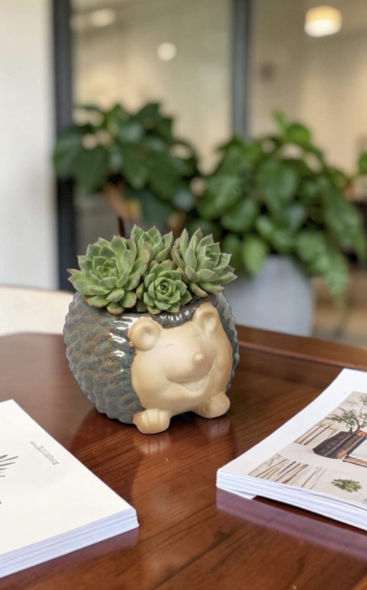 Hedgehog Pots - Each - Image 4