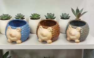 Hedgehog Pots - Each