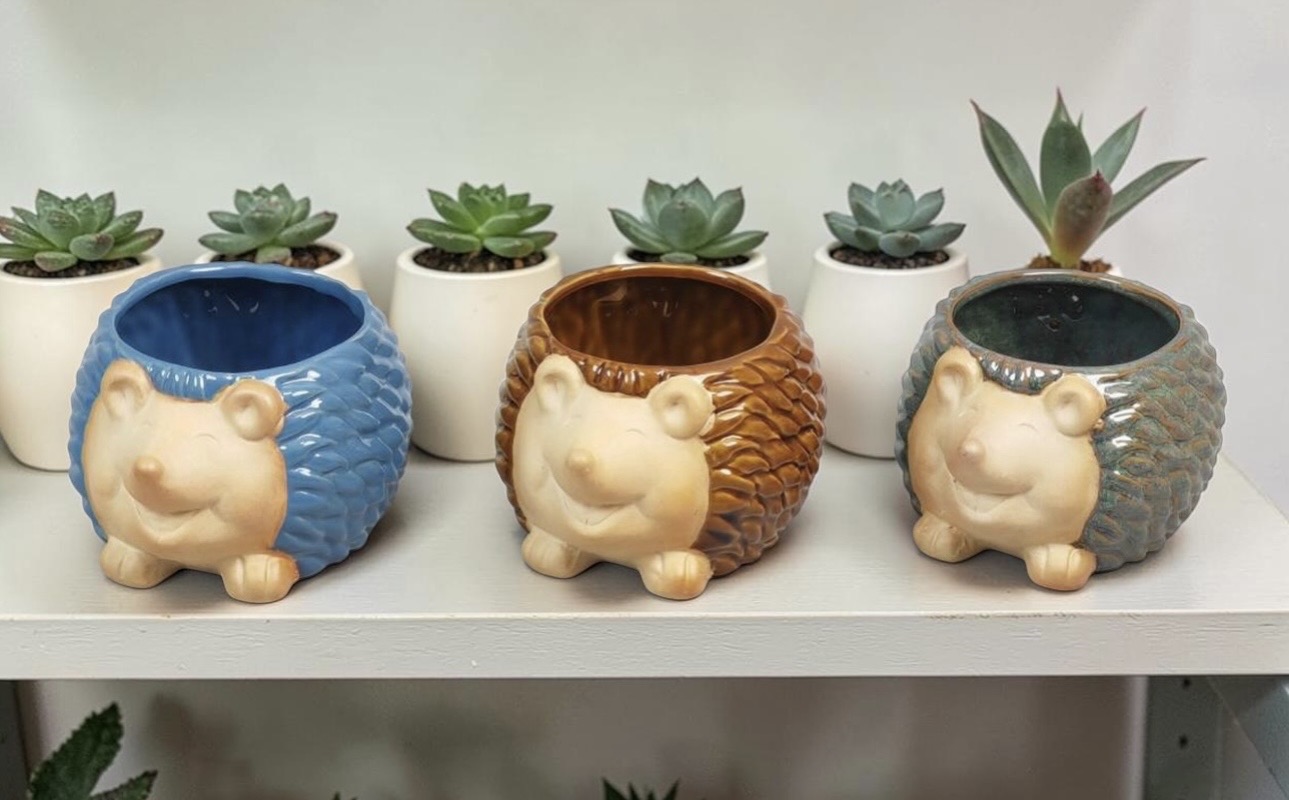 Hedgehog Pots - Each