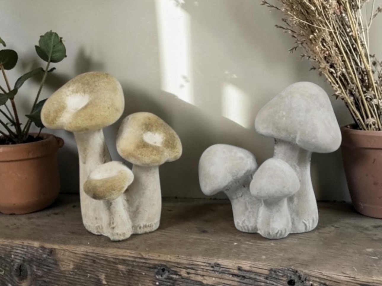 Woodsy Toadstool Mushrooms – Each - Image 4