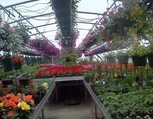 Greenhouse / Nursery / Landscape