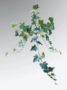 Weatherproof Ivy Bushes