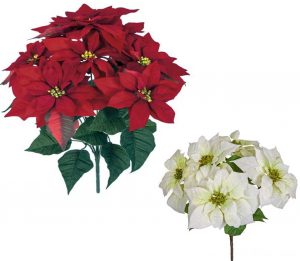 Poinsettia's