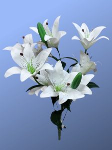 Hybrid Lily Bushes - White