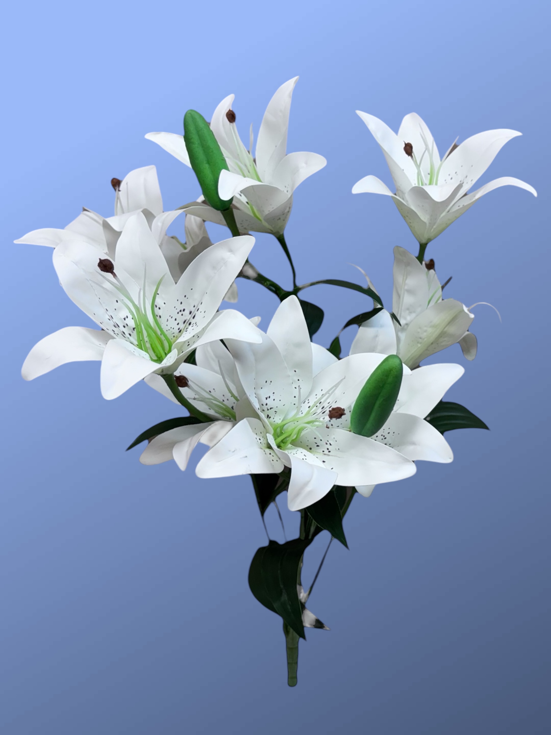 Hybrid Lily Bushes - Image 5
