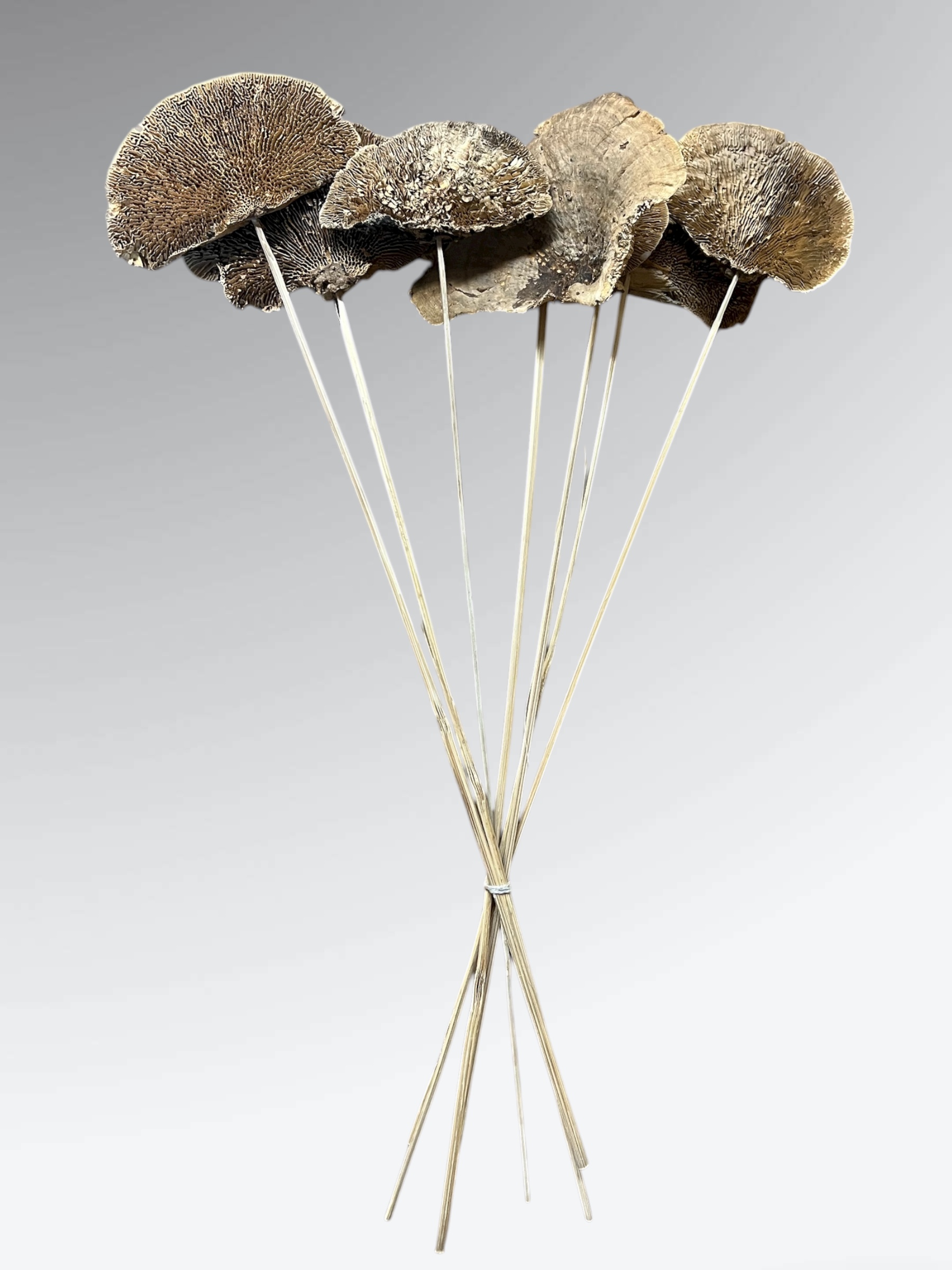 Natural Sponge Mushrooms - pkg. of 7 stems - Image 2