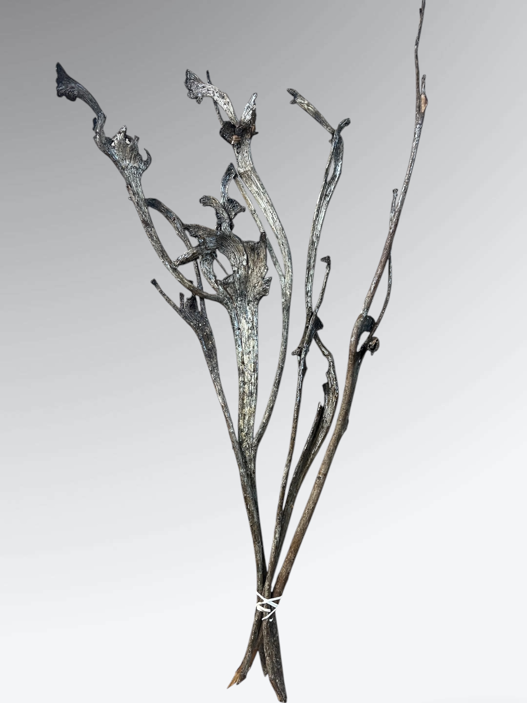 Natural Varnished Natraj - pkg. of 5 - Image 2