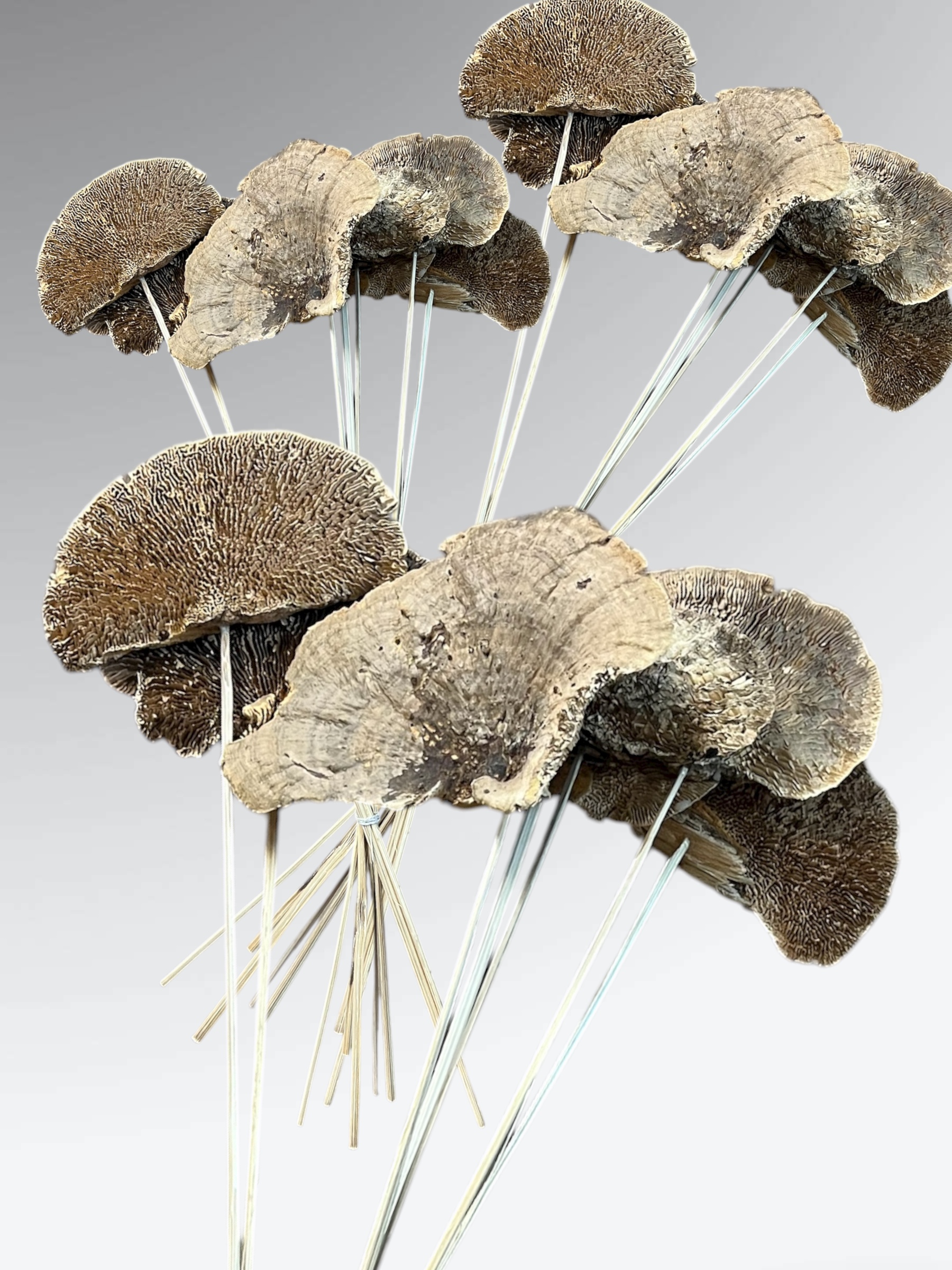 Natural Sponge Mushrooms - pkg. of 7 stems - Image 4