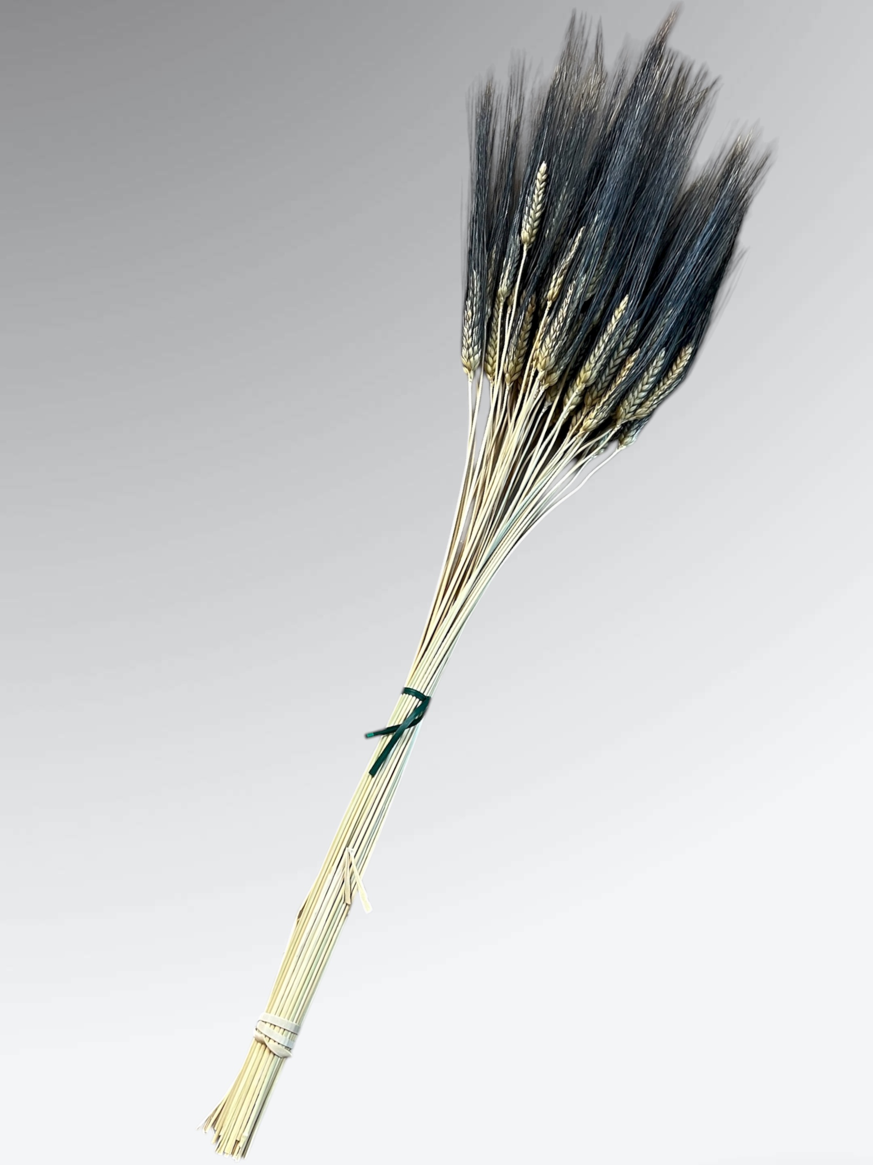 Wheat (Triticum) - 8oz. pkg. - Image 6