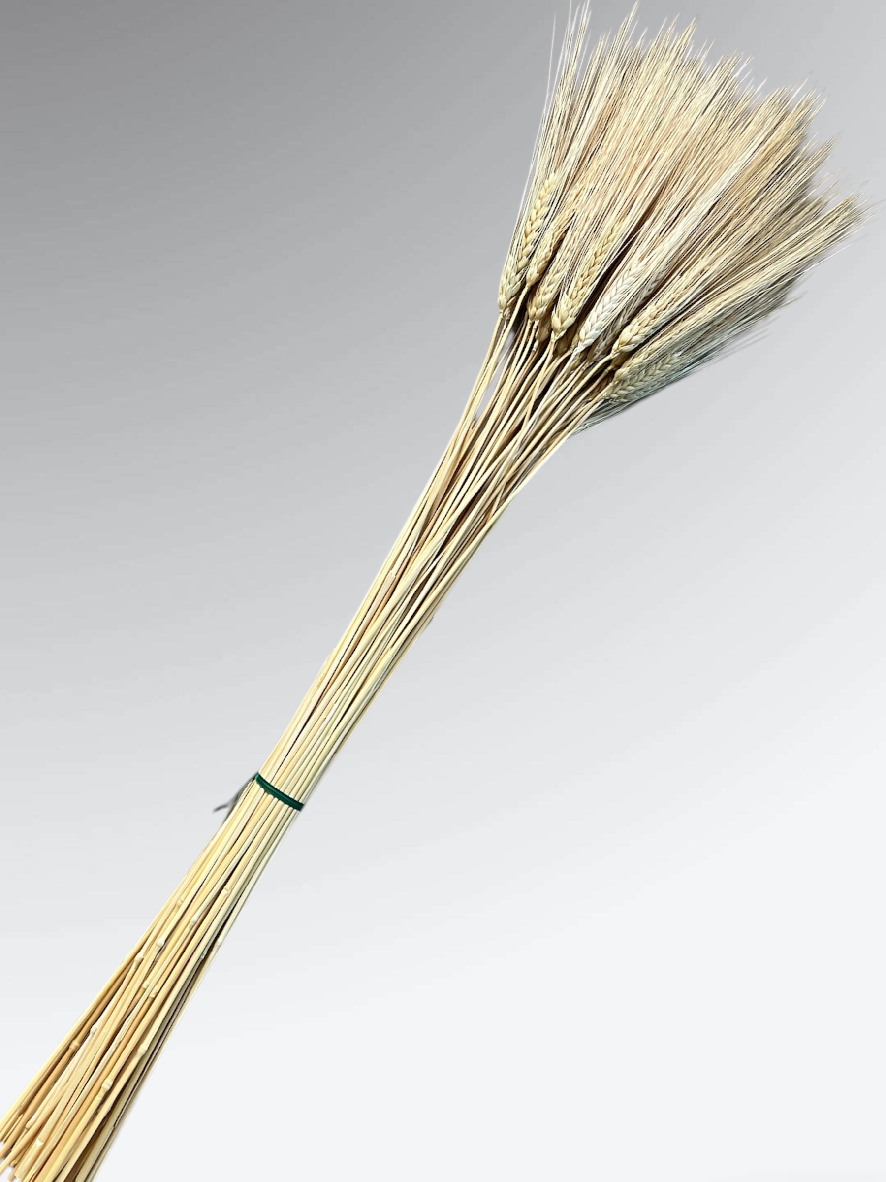 Wheat (Triticum) - 8oz. pkg. - Image 2