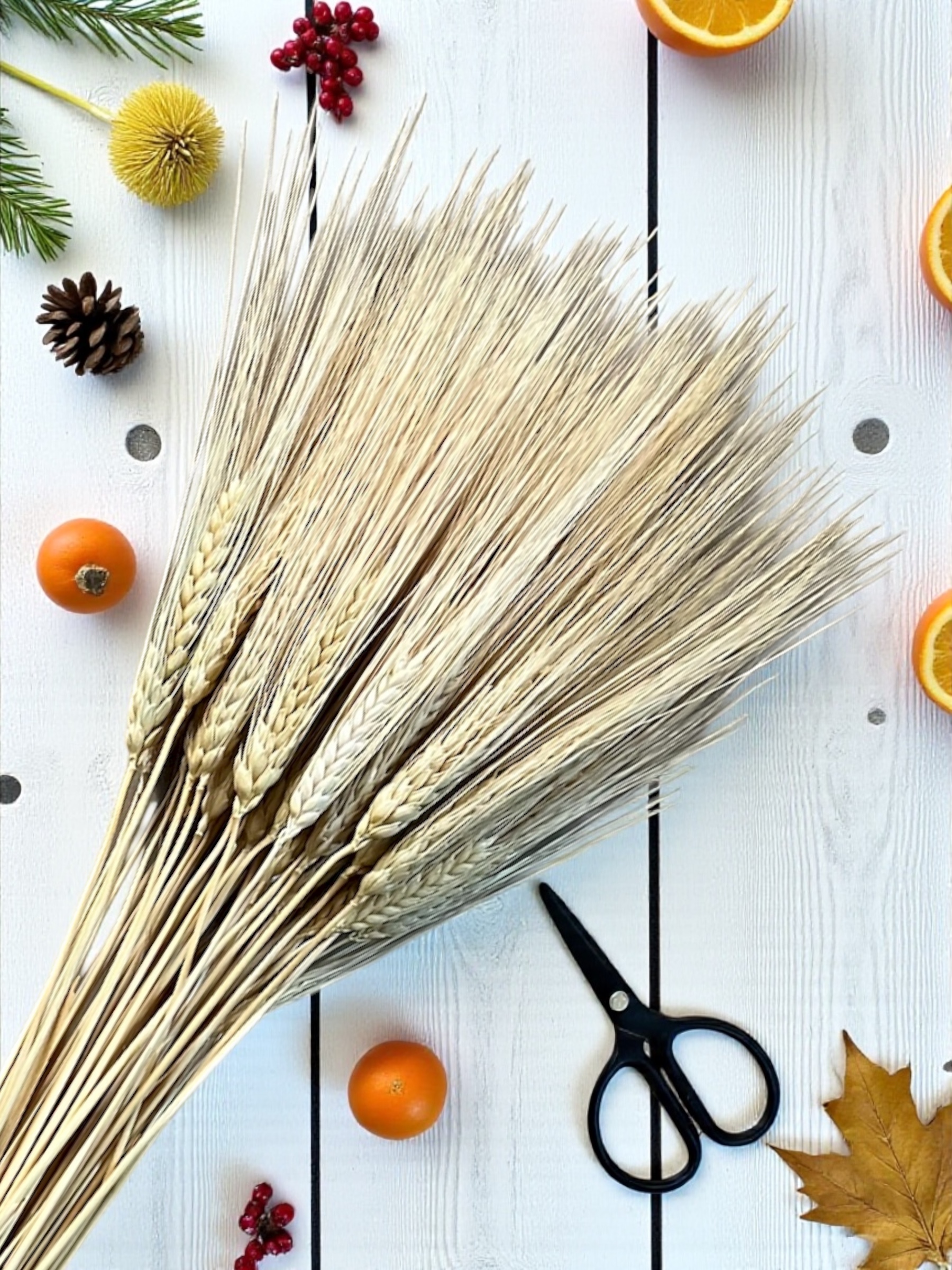 Wheat (Triticum) - 8oz. pkg. - Image 4