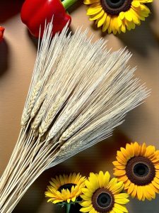 Wheat (Triticum) - 8oz. pkg.