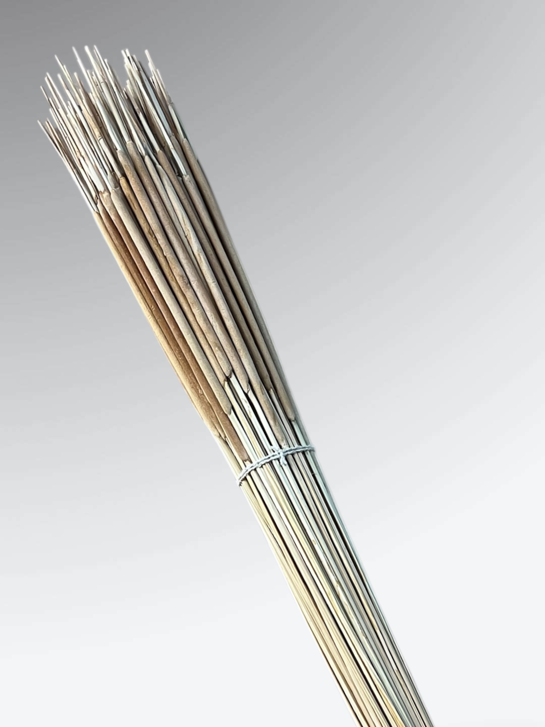 Pencil Cattails - pkg. of 100 stems - Image 4