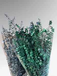 Preserved Baby Eucalyptus - pkg.