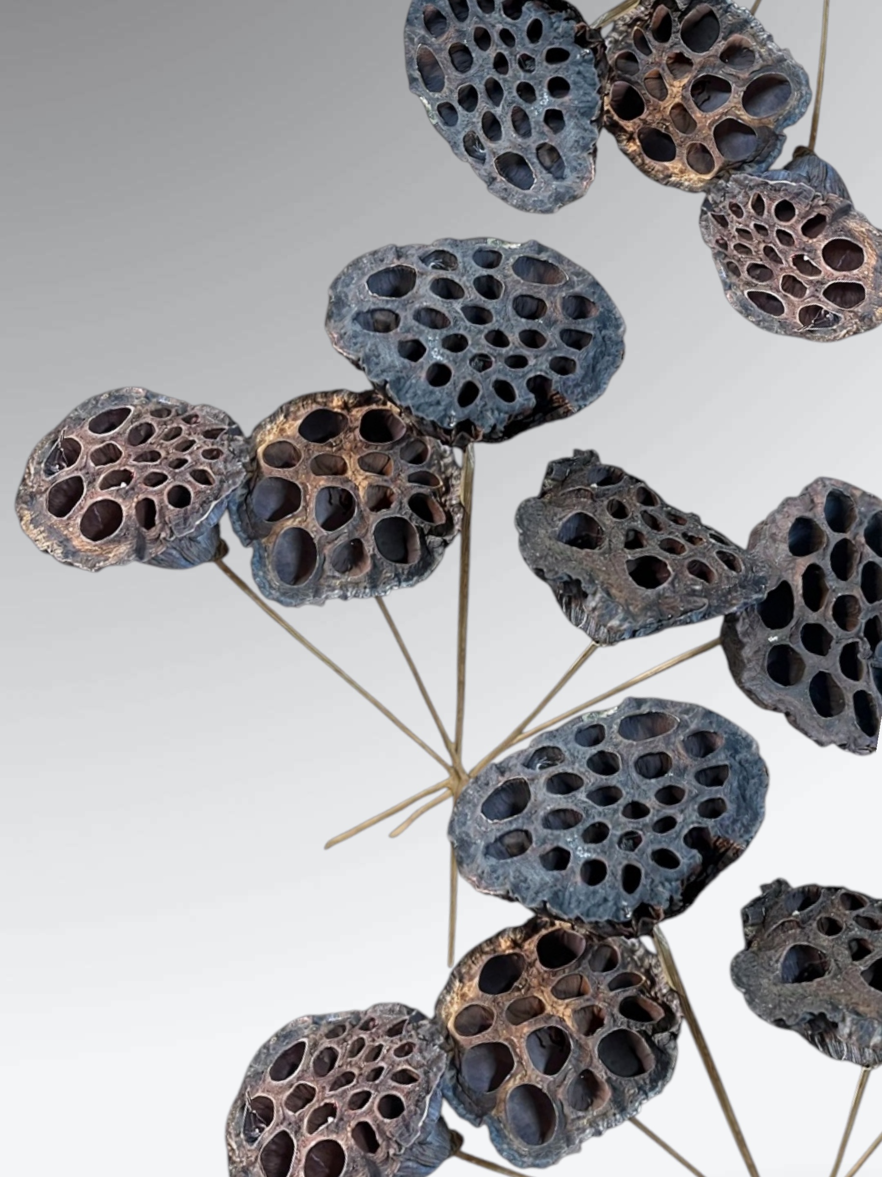 Natural Large Lotus Pods - pkg. of 5 stems - Image 2