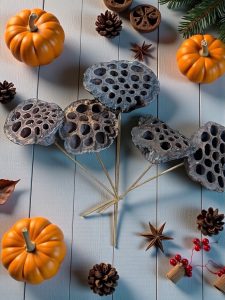 Natural Large Lotus Pods - pkg. of 5 stems